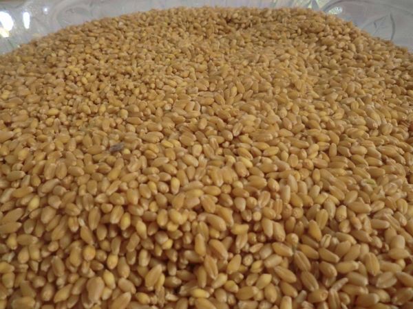 رويترز:تجار يؤكدون شراء الأمم المتحدة 20 ألف طن من القمح للشحن لليمن