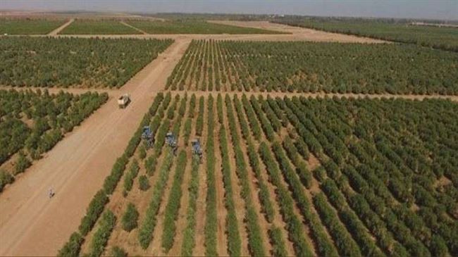 السعودية تحتفل بدخولها غينيس كأكبر مزرعة زيتون في العالم
