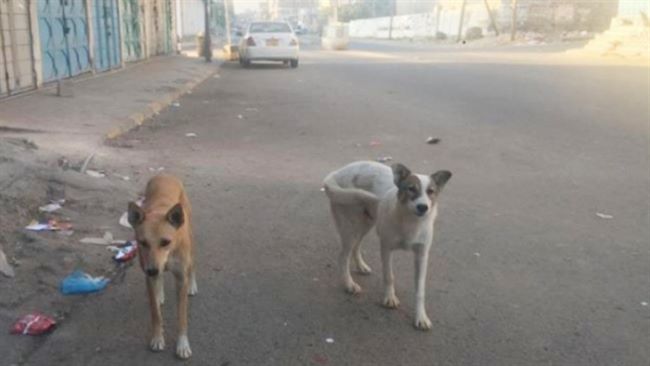 رويترز:الكلاب تهدد سكان العاصمة اليمنية بمرض مميت وتشكل قلقا اضافيا