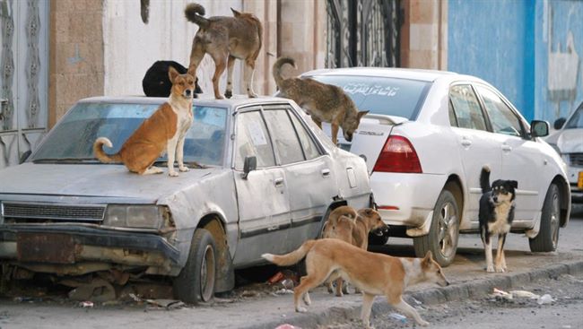 رويترز:كلاب ضالة تحتل شوارع صنعاء وسط شلل المؤسسات الصحية والبلدية